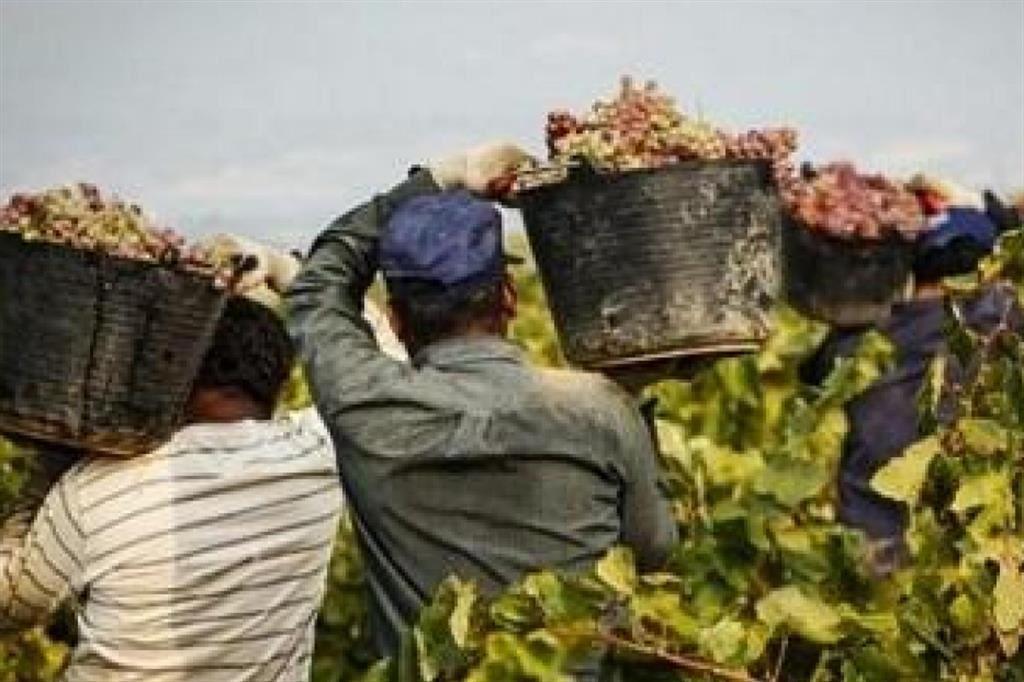 Modena, dilaga il caporalato: irregolare il 50% delle aziende