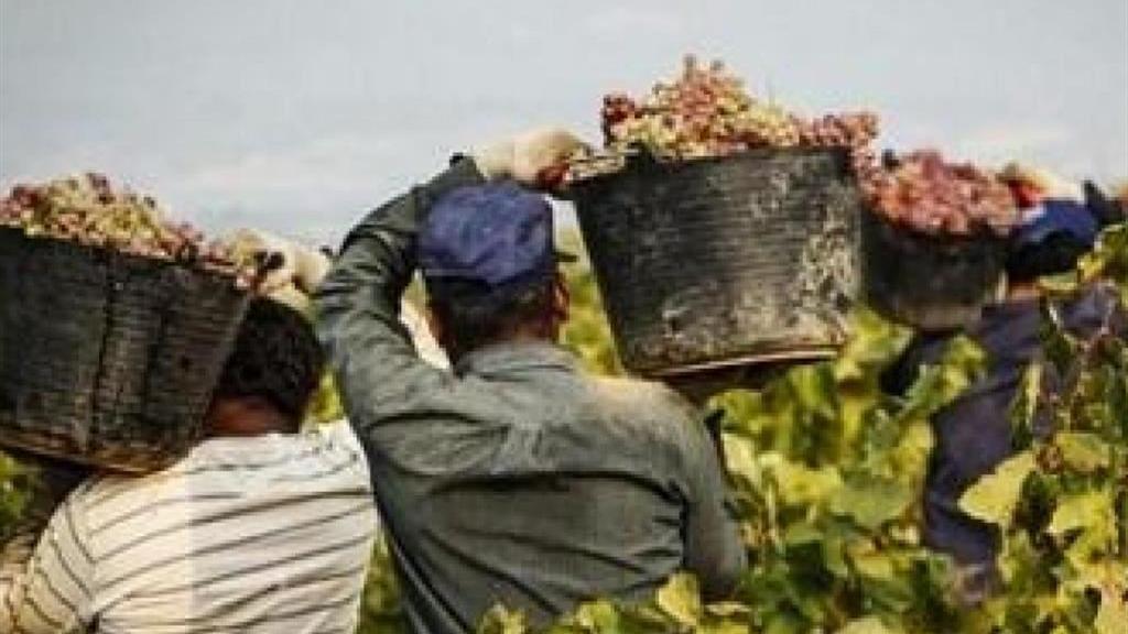 Modena, dilaga il caporalato: irregolare il 50% delle aziende