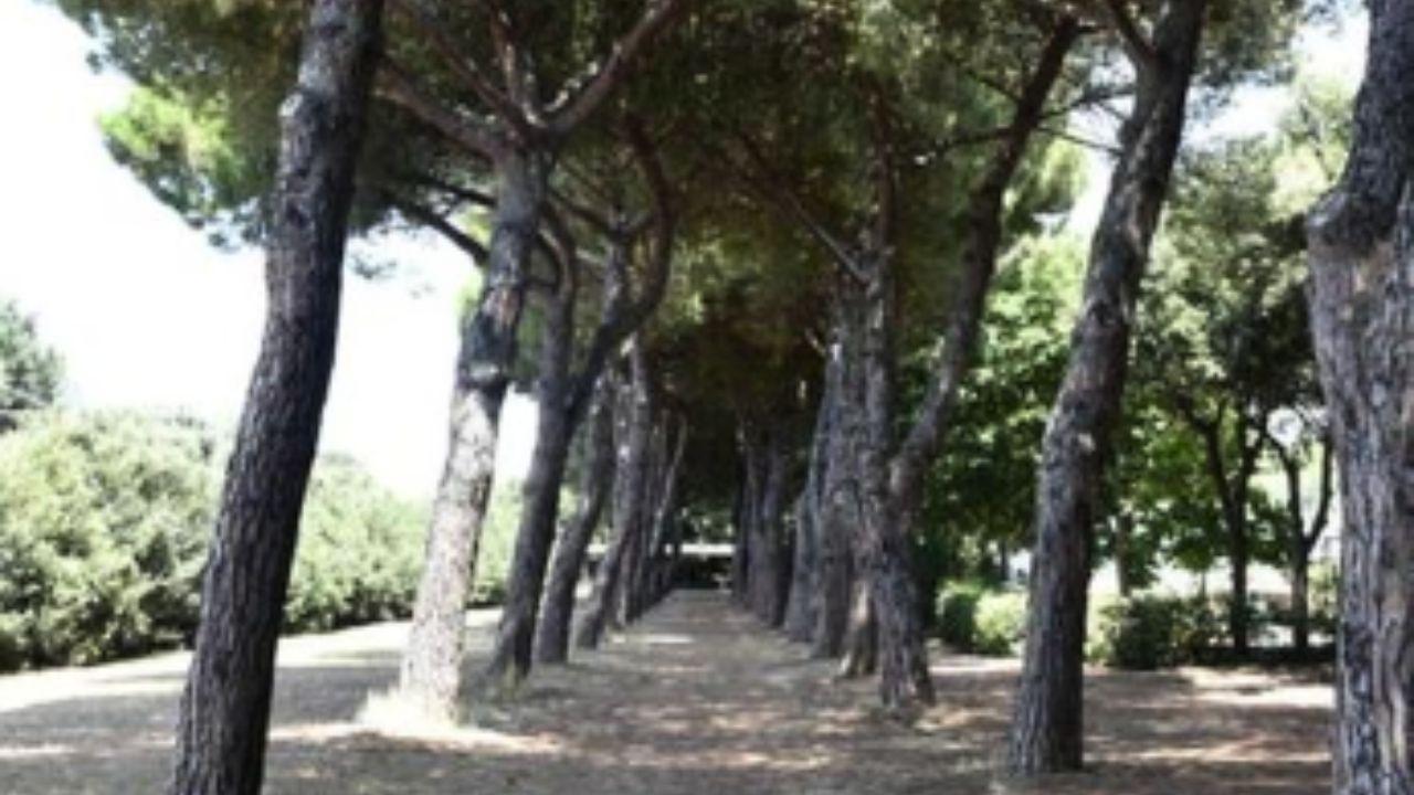 Il fatto è accaduto in pineta