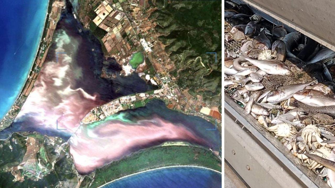 La laguna dall'alto: in bianco la zona priva di ossigeno