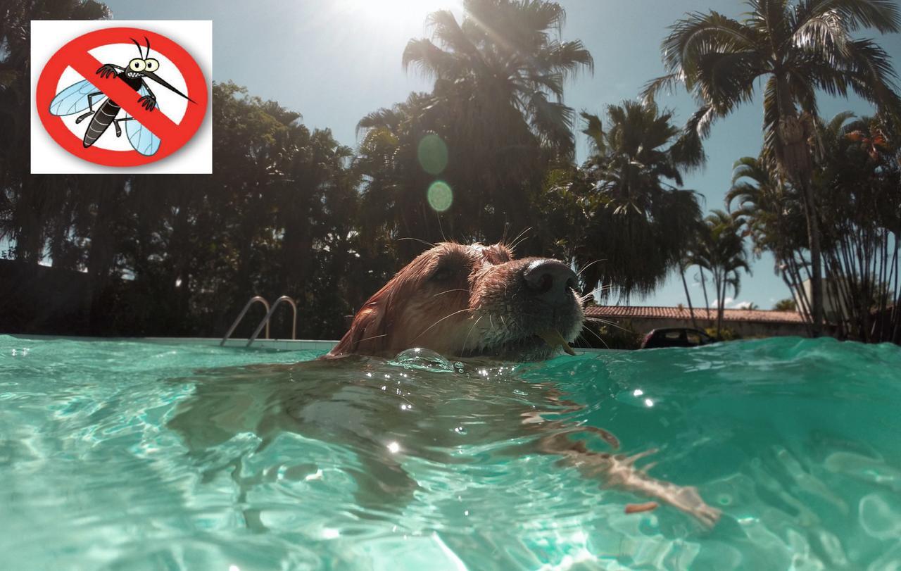 Zanzare, un problema anche per cani e gatti. I consigli dell’Ausl di Modena