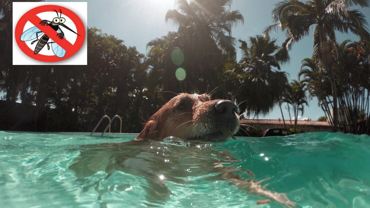 Zanzare, un problema anche per cani e gatti. I consigli dell’Ausl di Modena