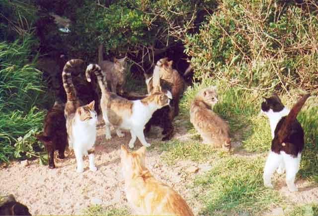 Patto tra Asl e Comune di Oristano: un cimitero per cani e gatti e adozioni più facili