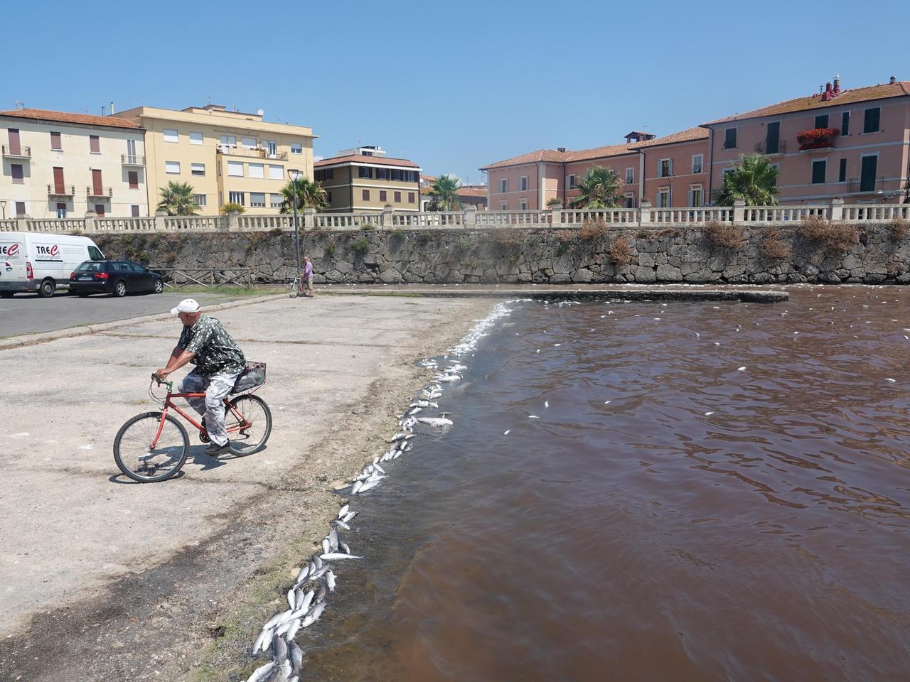 
	Pesci morti nella laguna di Orbetello (foto Enzo Russo)

