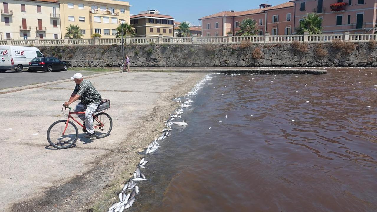 Pesci morti nella laguna di Orbetello (foto Enzo Russo)