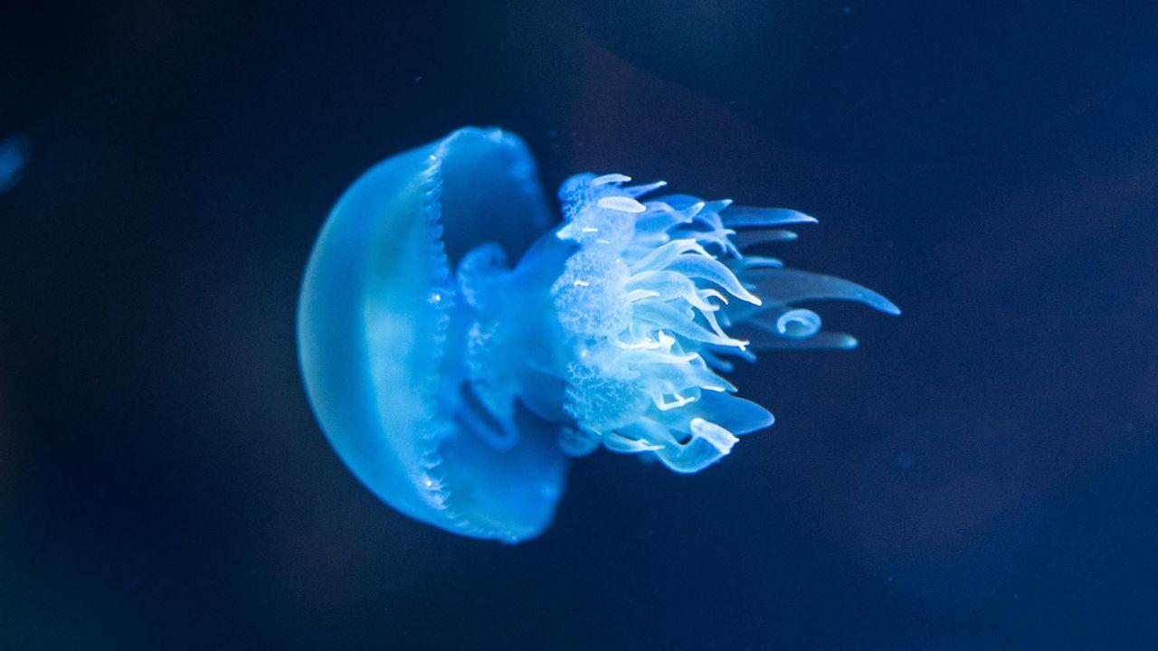 Una medusa (foto di repertorio) 