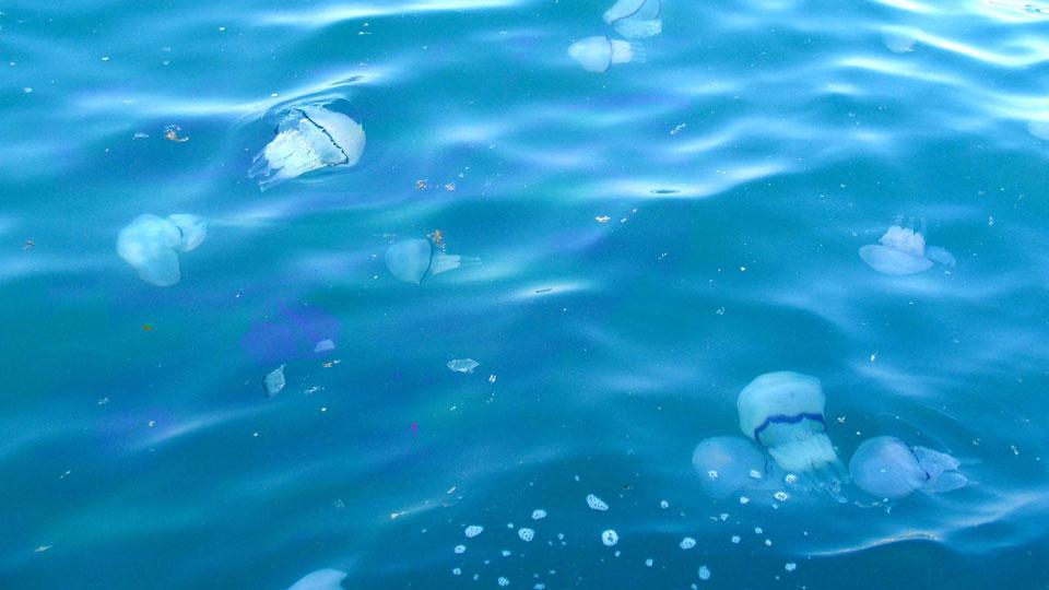 Meduse a Calafuria