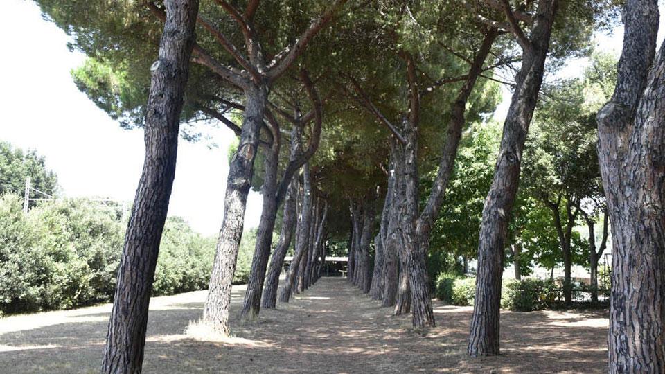 La pineta vicina alla discoteca dove sarebbe avvenuta la vicenda