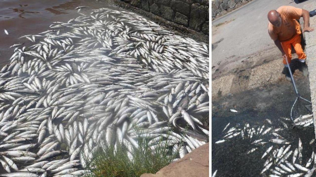 I pesci morti a Orbetello (Foto di Enzo Russo)