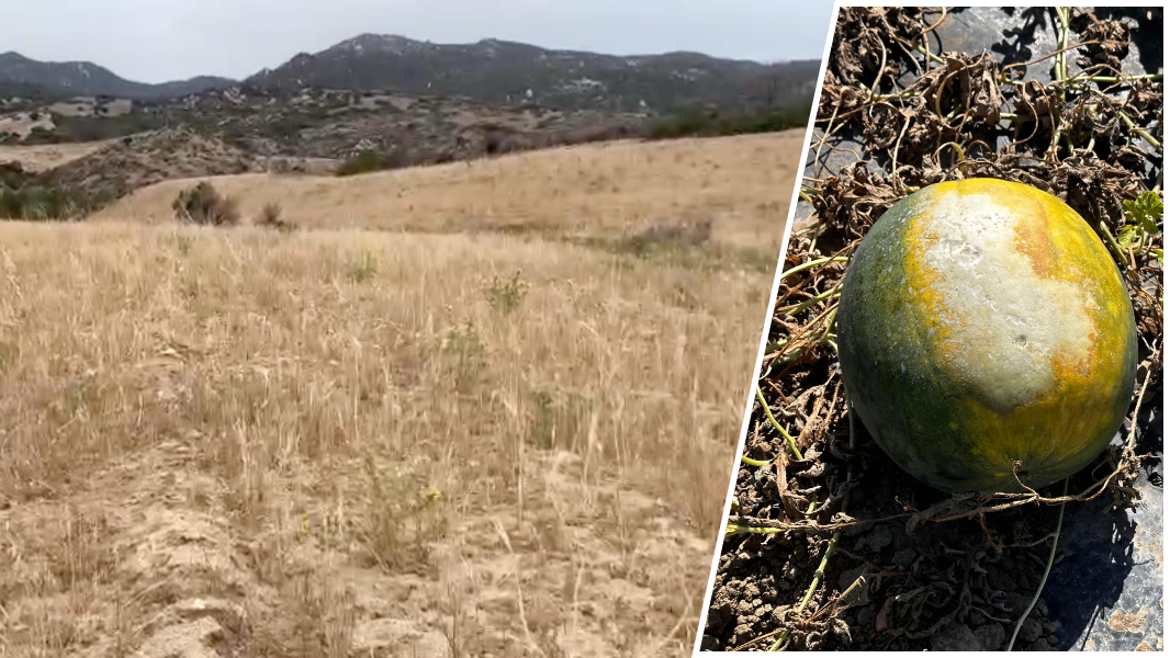 Grido d’aiuto di Coldiretti: «La siccità sta strozzando l’isola, serve lo stato di emergenza»