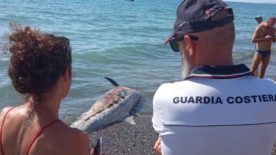 Qui accanto il tursiope spiaggiato sulla spiaggia a Marina di Bibbona