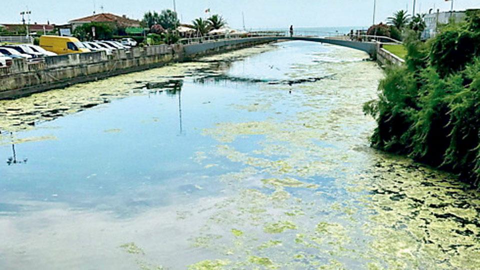 Le alghe alla Fossa dell’Abate