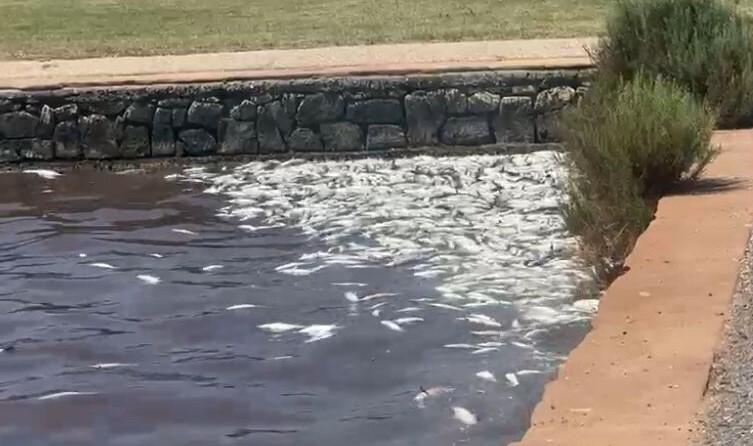 I pesci morti ammucchiati sulle sponde della laguna (fotoservizio Enzo Russo)