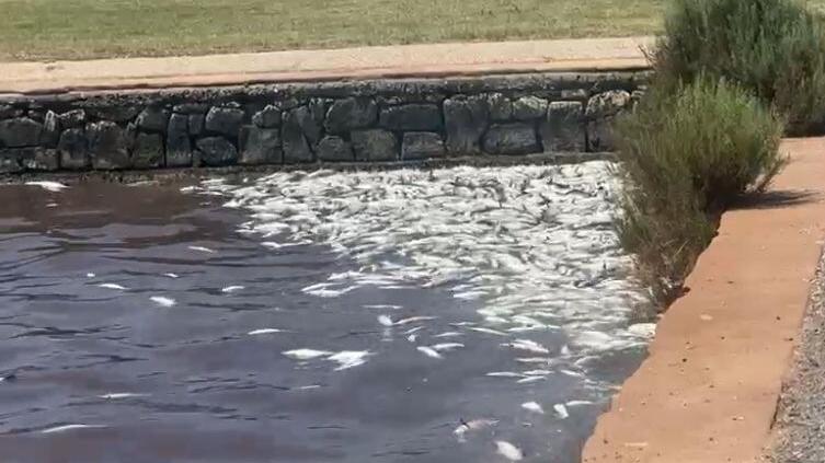 I pesci morti ammucchiati sulle sponde della laguna (fotoservizio Enzo Russo)
