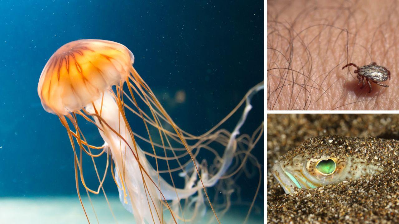 Una medusa, una zecca e una tracina