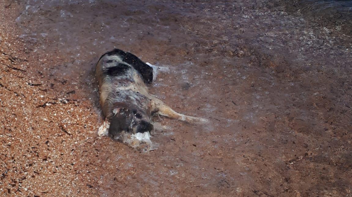 La carcassa di un cinghiale abbandonata nella spiaggia di Palmasera a Cala Gonone