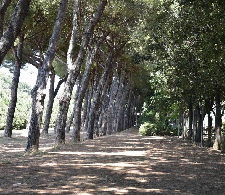 La pineta dove sarebbe avvenuto il rapporto sessuale