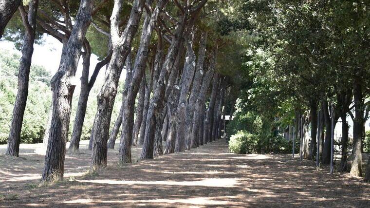 La pineta dove sarebbe avvenuto il rapporto sessuale