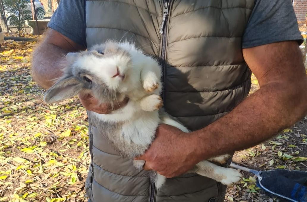 Conigli e tartarughe dei parchi di Modena trovano casa a Concordia