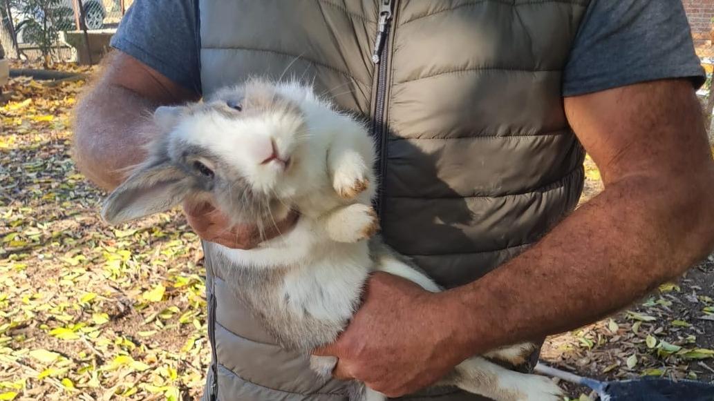 Conigli e tartarughe dei parchi di Modena trovano casa a Concordia