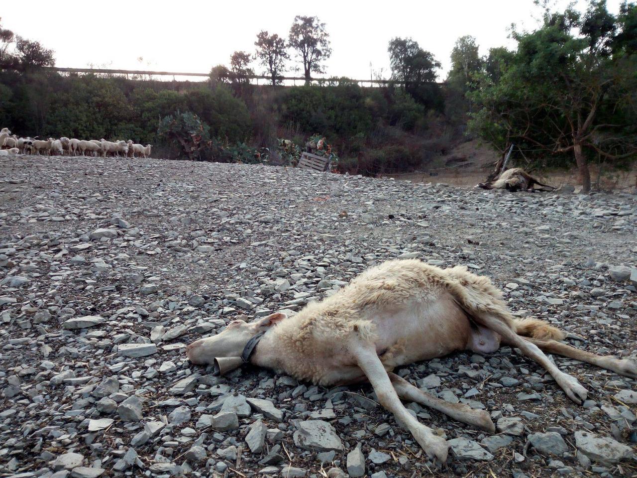 
	Una pecora colpita dal virus (foto d'archivio)

