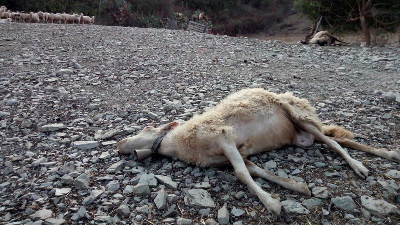 Una pecora colpita dal virus (foto d'archivio)