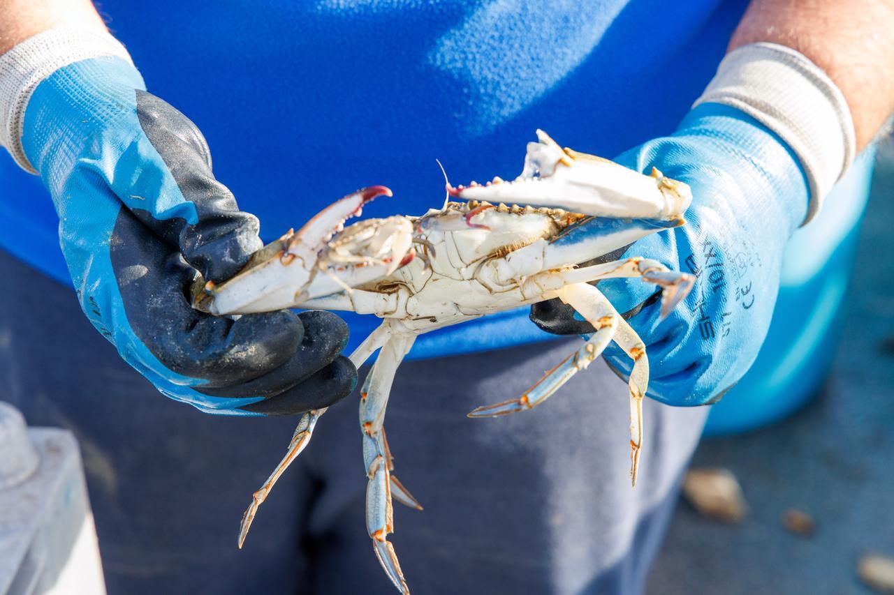 Granchio blu, un anno dopo: a Goro tutto diverso e tutto difficile