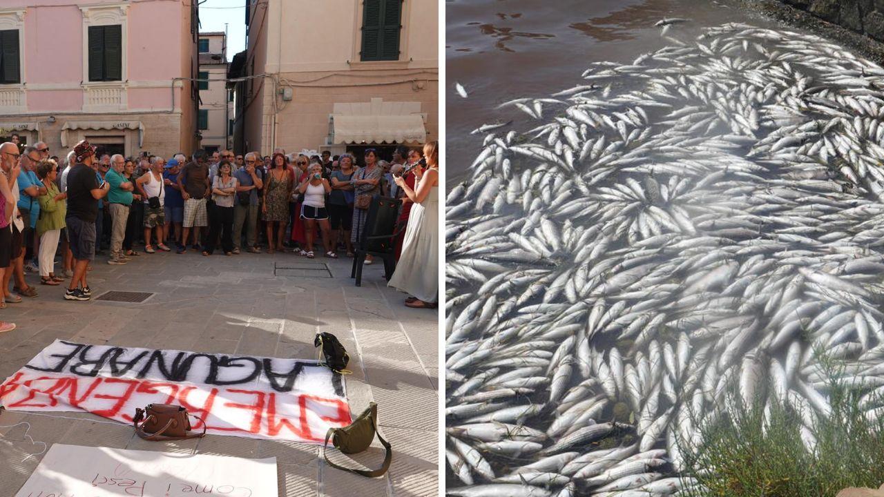 
	La protesta in piazza e i pesci morti&nbsp;

