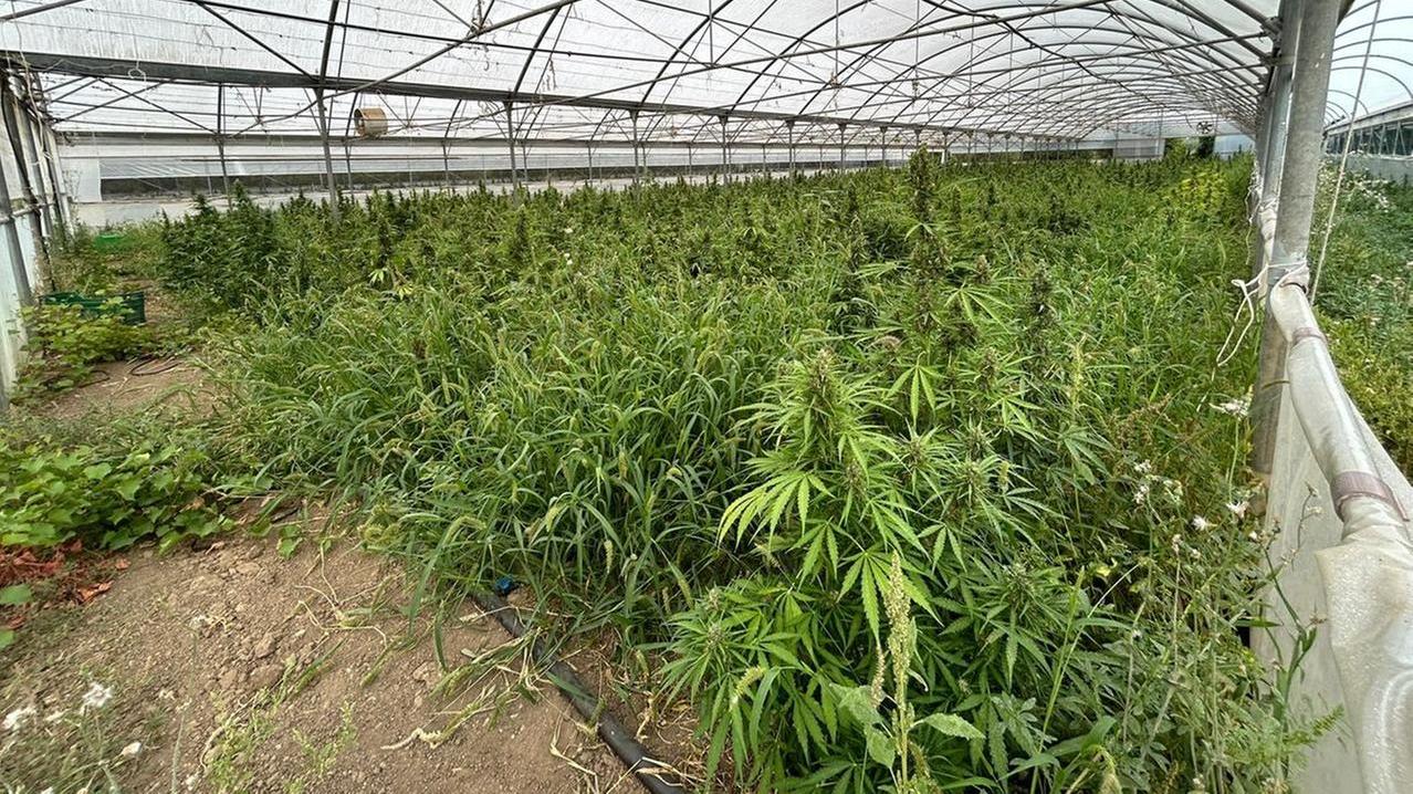 La piantagione con 9mia piantine 