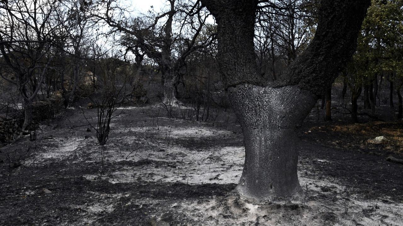 Boschi e allevamenti distrutti: ecco tutte le foto della devastazione dei roghi nel Nuorese