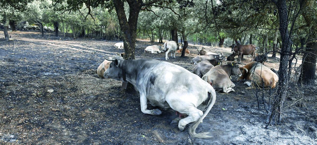 A Nuoro in fumo 1500 ettari di bosco: ovili e aziende in ginocchio