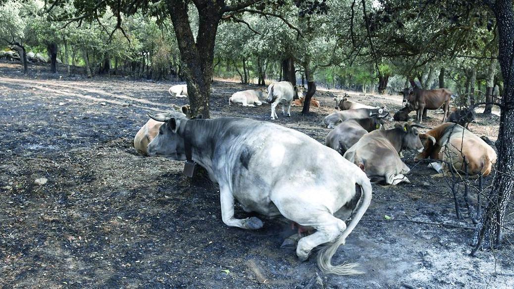 A Nuoro in fumo 1500 ettari di bosco: ovili e aziende in ginocchio