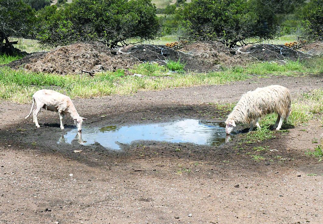 Coldiretti e Confagricoltura sullo stato di emergenza per la siccità: «Bene, ma ora servono azioni concrete»