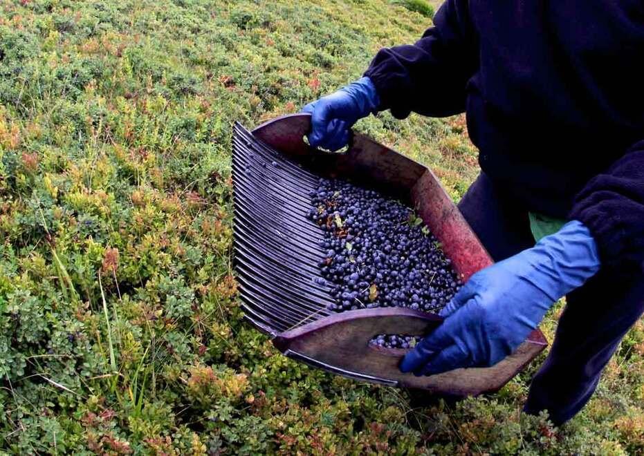 Parte la raccolta dei mirtilli, ma a Fanano non ci sono: «Mirtillaie saccheggiate in anticipo»<br type="_moz" />
