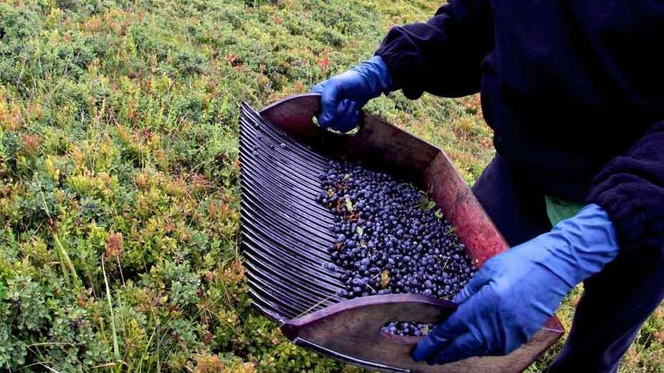 Parte la raccolta dei mirtilli, ma a Fanano non ci sono: «Mirtillaie saccheggiate in anticipo»<br type="_moz" />