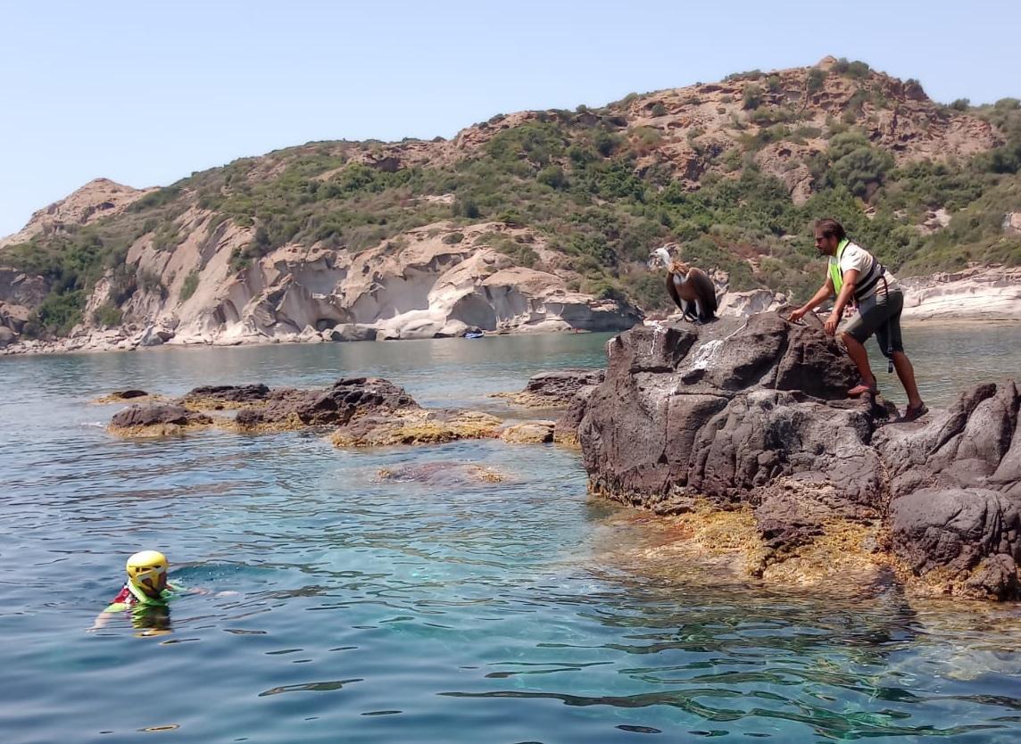 AMMARAGGIO A LIETO FINE PER PULLO DI GRIFONE A "CUMPOLTITTU"