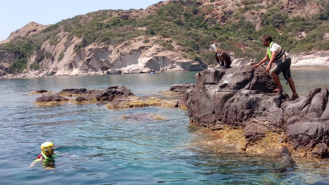 AMMARAGGIO A LIETO FINE PER PULLO DI GRIFONE A "CUMPOLTITTU"