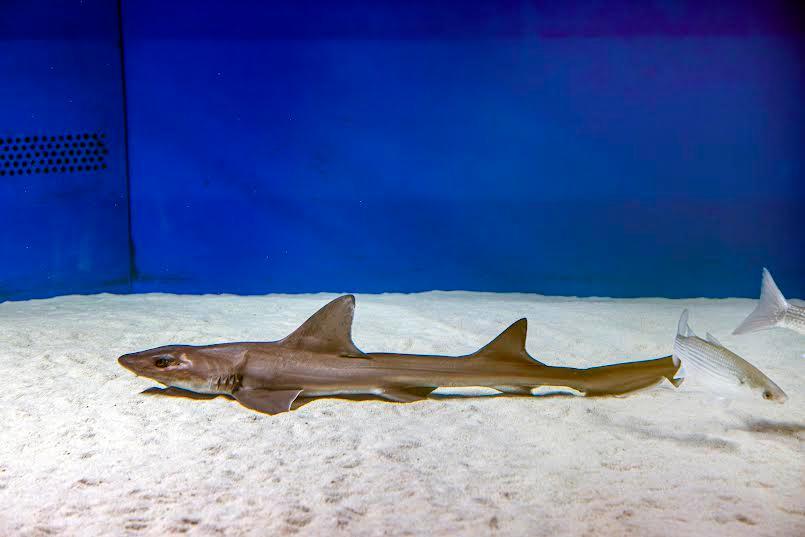 Ecco Ispera, lo squalo femmina di Cala Gonone nata senza bisogno di un maschio