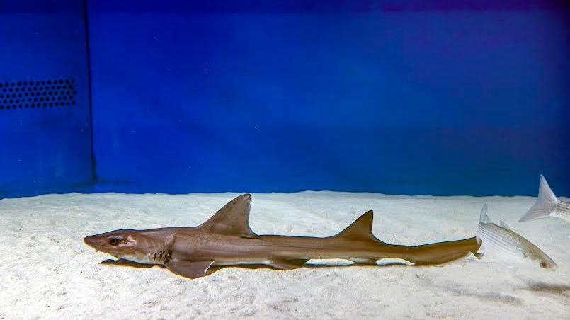 Ecco Ispera, lo squalo femmina di Cala Gonone nata senza bisogno di un maschio