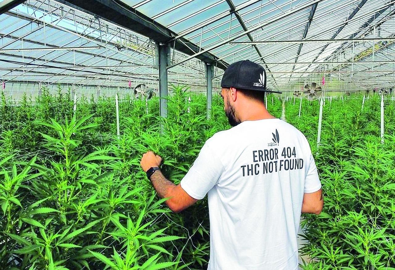 Canapa light, aziende sul lastrico: «Sequestri e controlli ci uccidono»