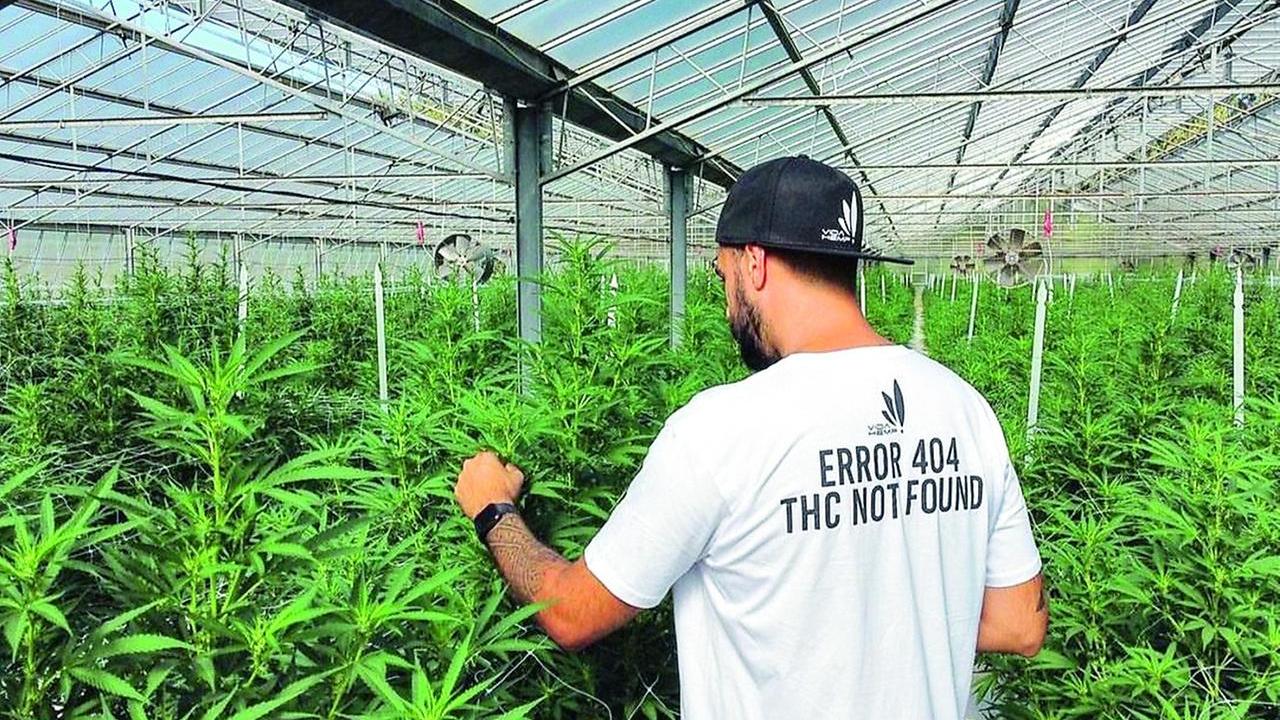 Canapa light, aziende sul lastrico: «Sequestri e controlli ci uccidono»