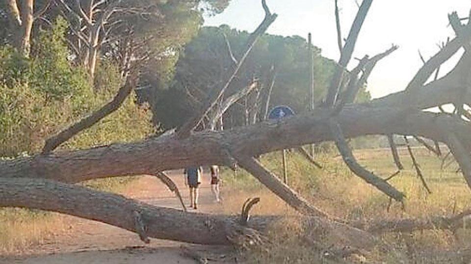 <br />
L’albero caduto nel viale