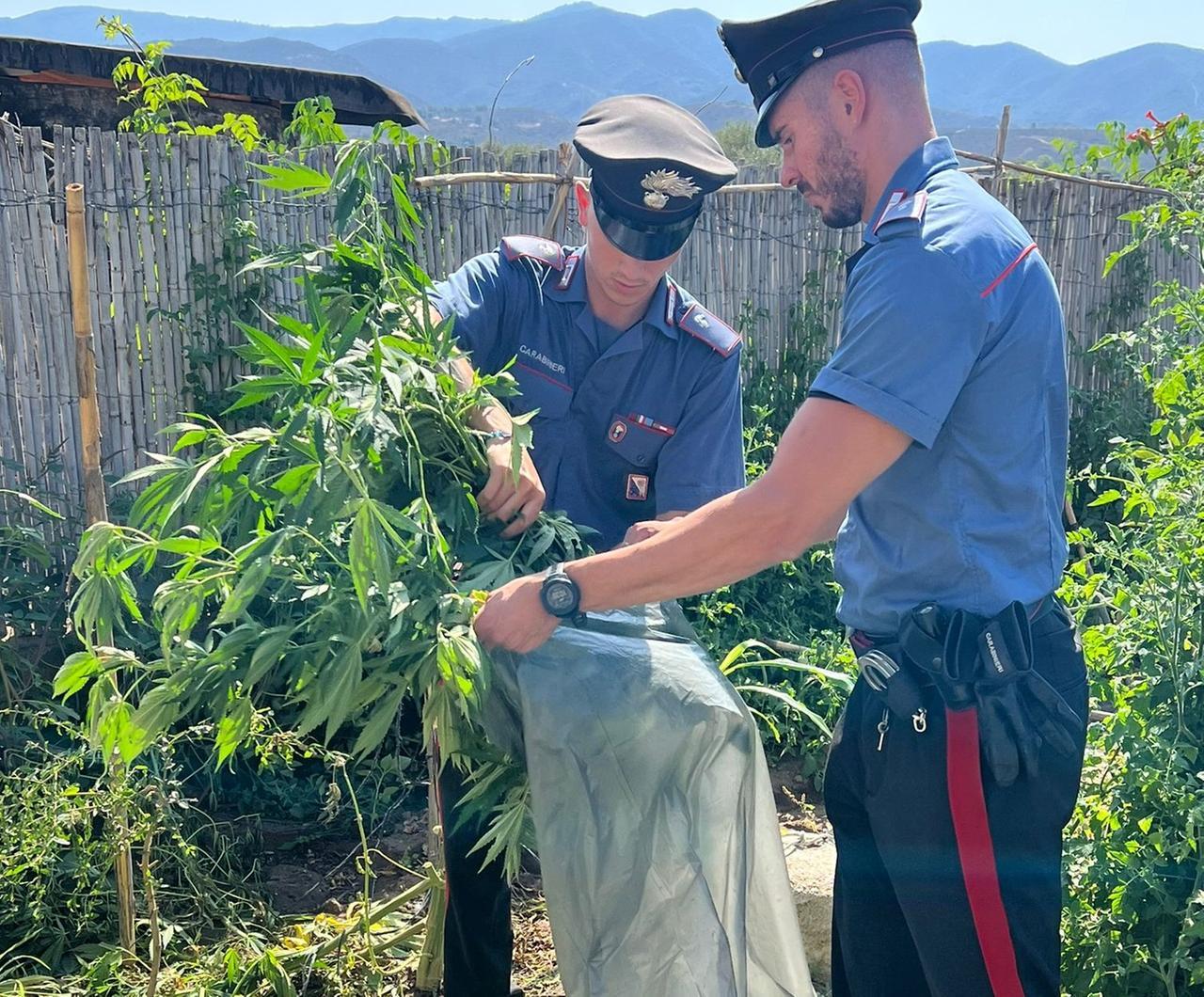 Quartu, a casa 17 piante di cannabis alte due metri: due arresti