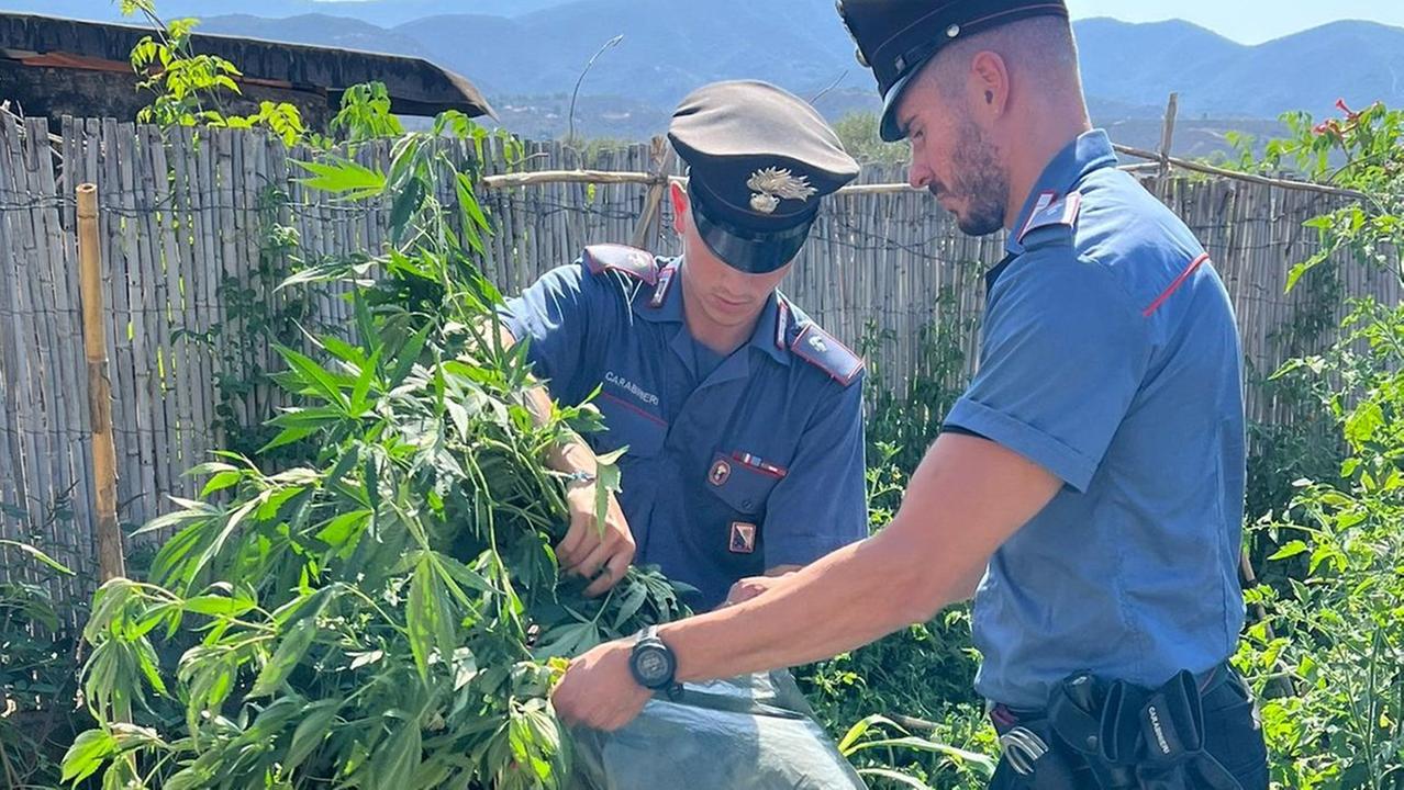 Quartu, a casa 17 piante di cannabis alte due metri: due arresti