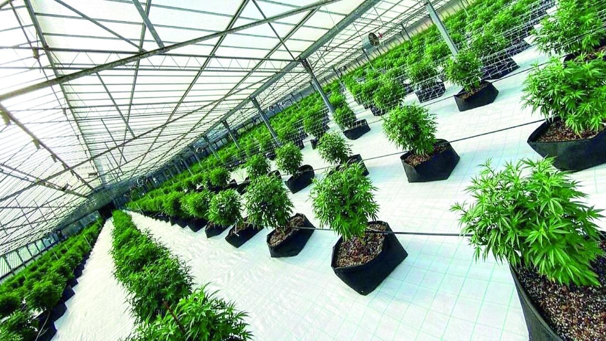 Canapa light, emendamento del governo: «In Sardegna a rischio la filiera»