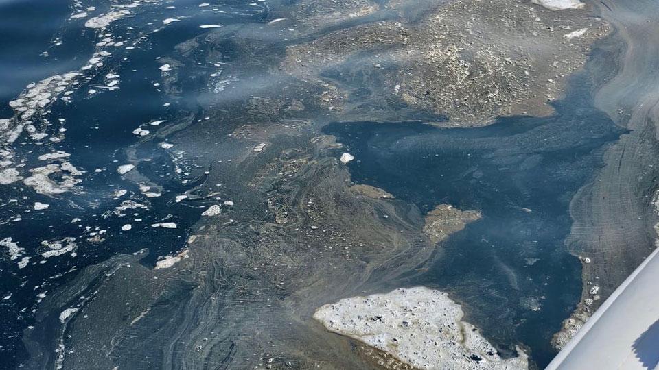 Qui accanto ciò che galleggiava in mare al largo di Castiglioncello