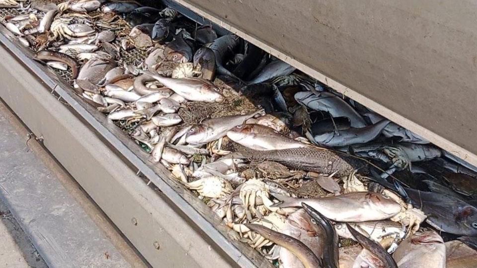 Il recupero dei pesci morti in laguna (foto Enzo Russo)