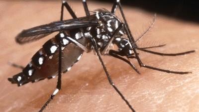 West Nile, un caso in provincia di Reggio Emilia