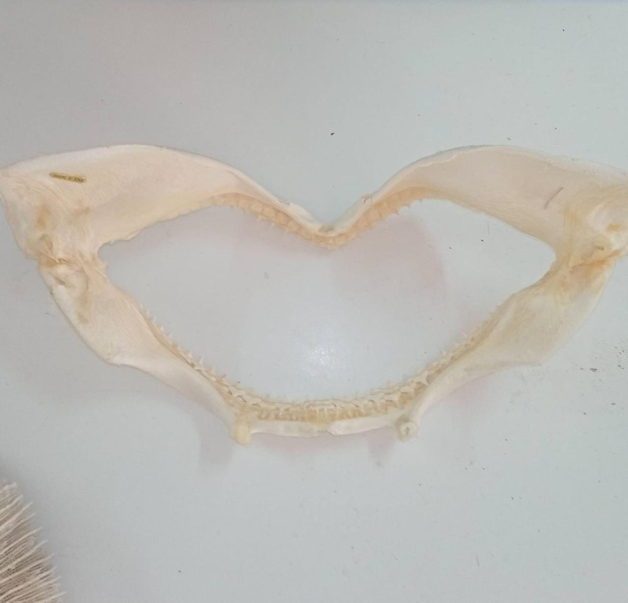 Nuoro, vendita illegale di coralli e mandibola di squalo: commerciante denunciato