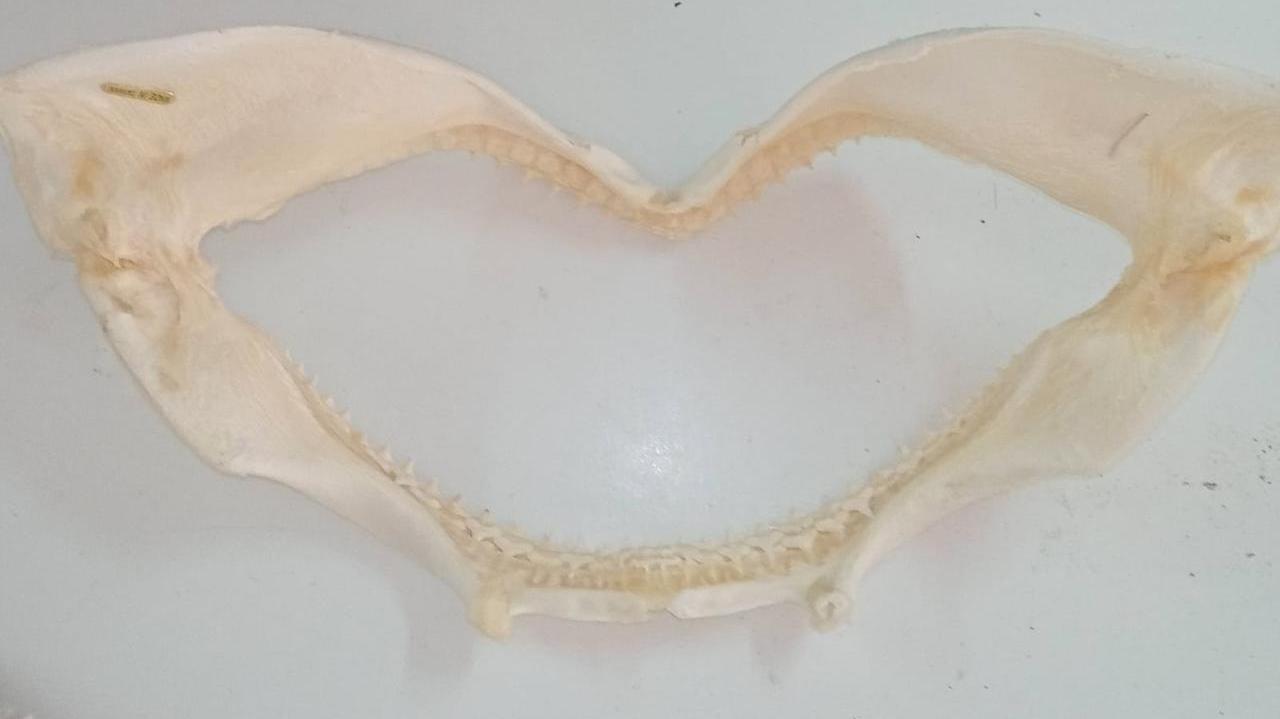 Nuoro, vendita illegale di coralli e mandibola di squalo: commerciante denunciato